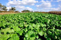 Food Plot Management