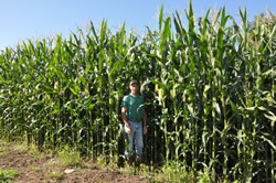 Food Plot Management - Corn